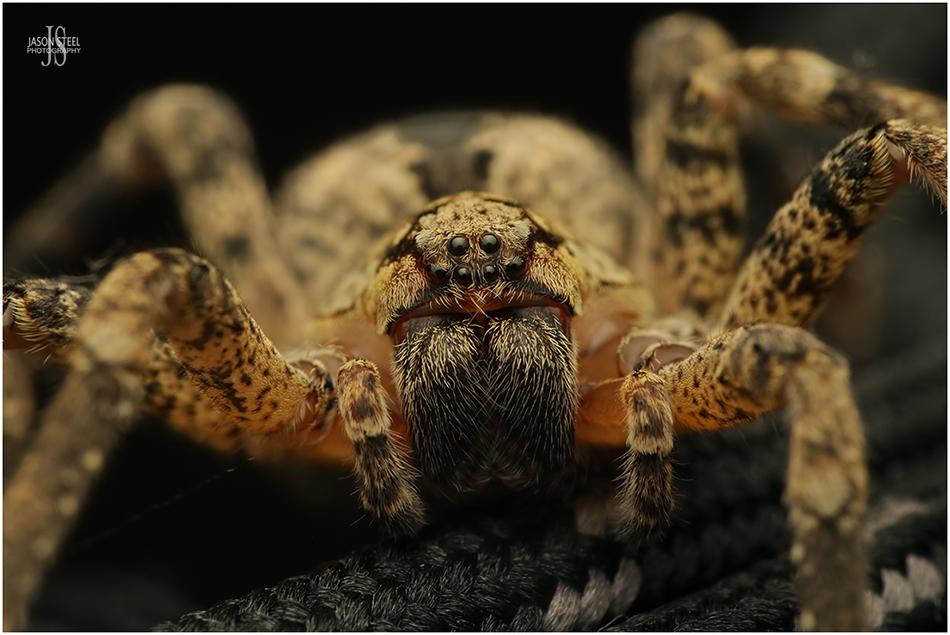 False Wolf Spider, Zoropsis spinimana — free download